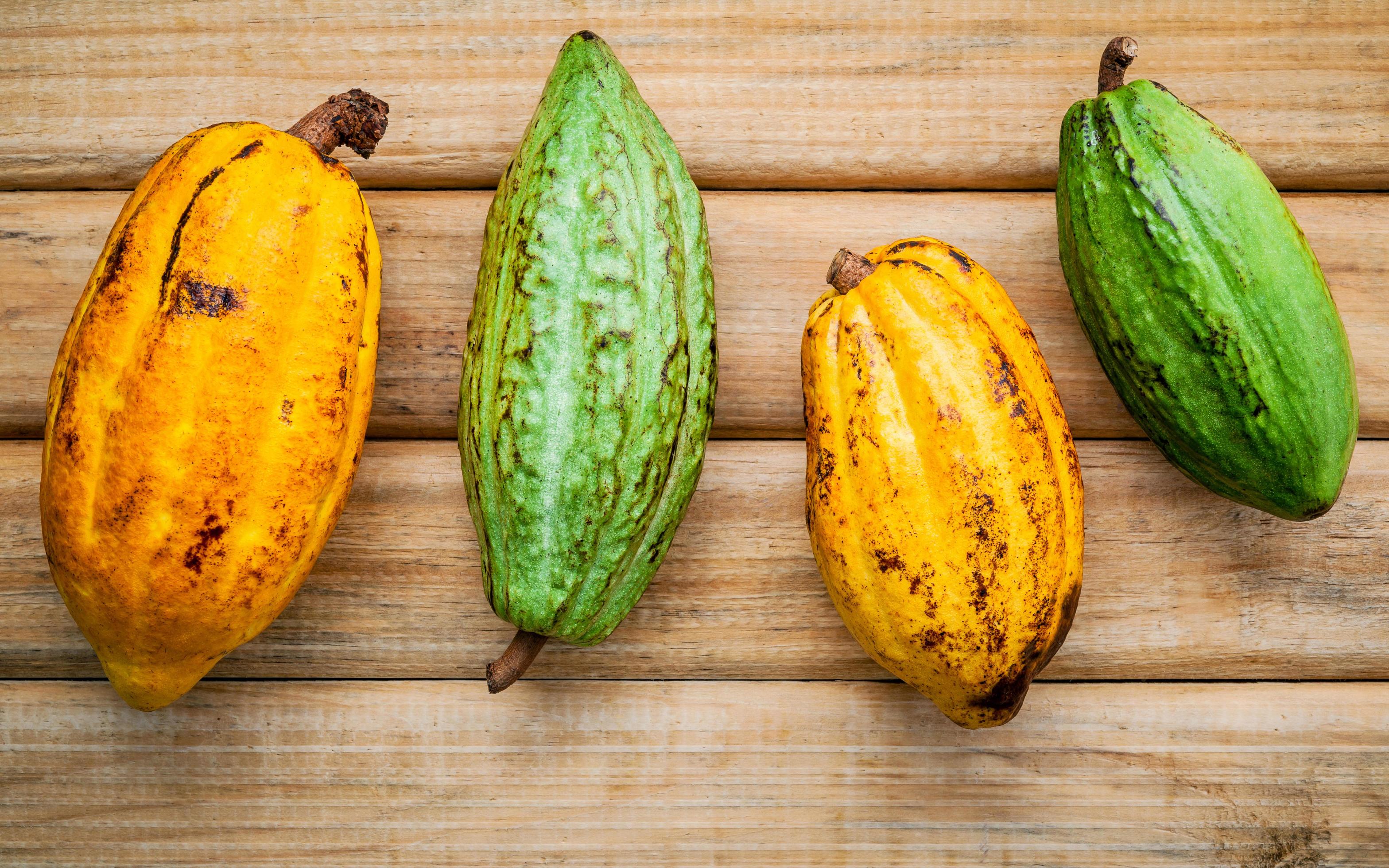 Cacao en Mazorca